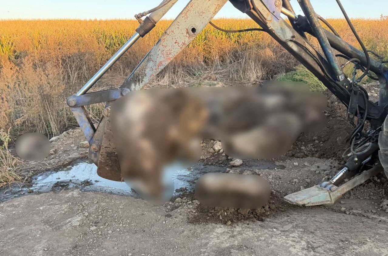 Екологічний злочин на Вінниччині: розслідування незаконного захоронення загиблих тварин на сільгоспугіддях
