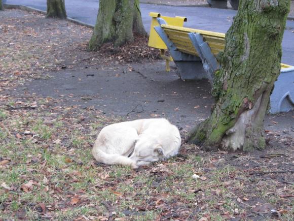 Фото дня: білий пес впав у «зимову сплячку» без снігу, фото №1 на сайті 20minut.ua