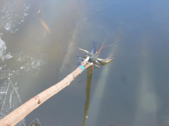 На Вишенському озері вінничани ловлять окунів, плотву та судаків, фото №2 на сайті 20minut.ua